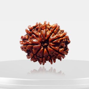 10 Mukhi Rudraksha