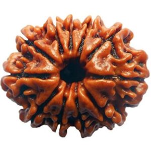 11 Mukhi Rudraksha