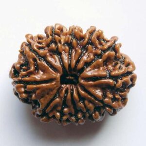 12 Mukhi Rudraksha