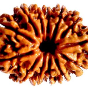 13 Mukhi Rudraksha