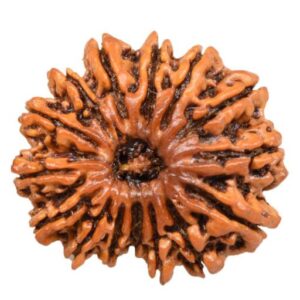 15 Mukhi Rudraksha
