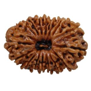 16 Mukhi Rudraksha