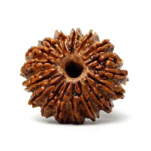 17 Mukhi Rudraksha