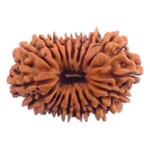 19 Mukhi Rudraksha