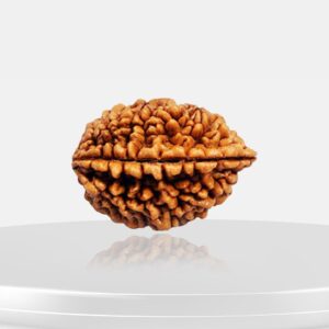 2 Mukhi Rudraksha