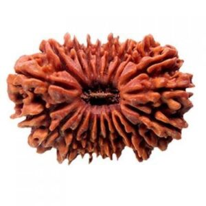 20 Mukhi Rudraksha