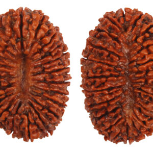 21 Mukhi Rudraksha