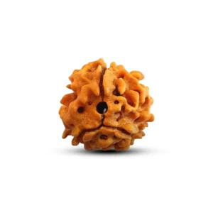 3 Mukhi Rudraksha