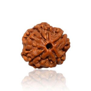 4 Mukhi Rudraksha
