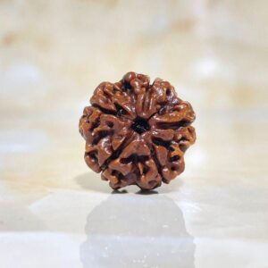 5 Mukhi Rudraksha