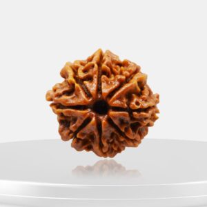 8 Mukhi Rudraksha