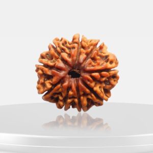 9 Mukhi Rudraksha